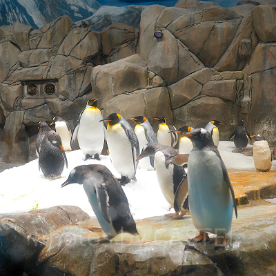 香港オーシャンパーク：ペンギン