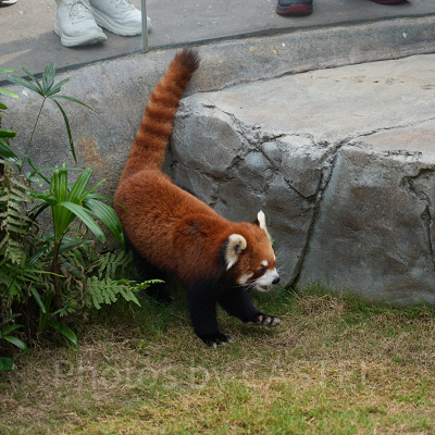 香港オーシャンパーク：レッサーパンダ