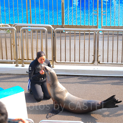 香港オーシャンパーク：アシカのショー
