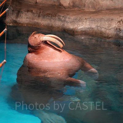 香港オーシャンパーク：セイウチ