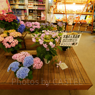 アジサイ　ダンスパーティー（2,000円）