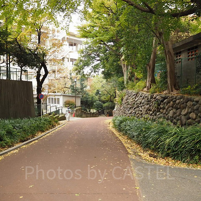 秋には上野公園全体で花が咲きます！