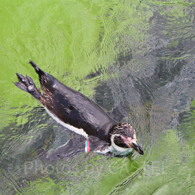 日本最大級のペンギン展示