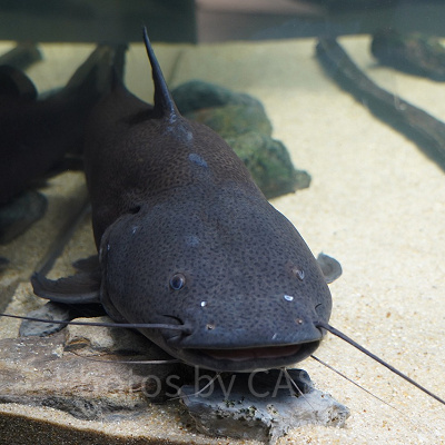 人食いナマズの異名を持つジャウー