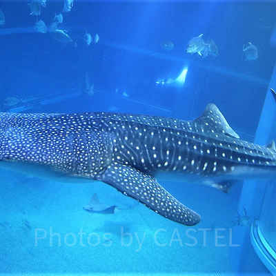 海遊館のジンベイザメ