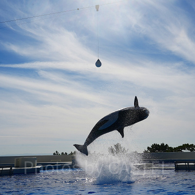 神戸須磨シーワールドのシャチショー：見どころ