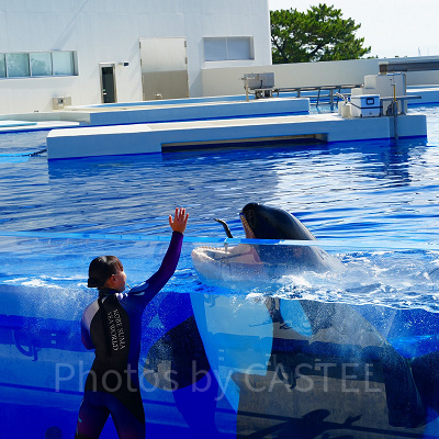 神戸須磨シーワールドのシャチショー