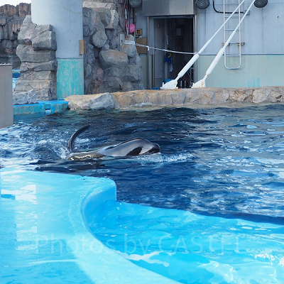 シャチの水槽上側