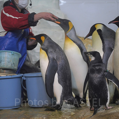 キングペンギン