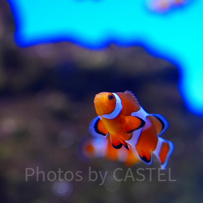 神戸須磨シーワールド：アクアライブ