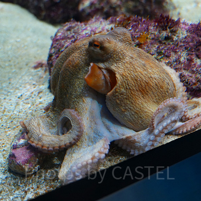 神戸須磨シーワールド：持ち物