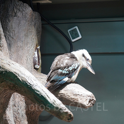 ワライカワセミ