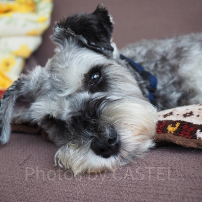 レディの犬種は「シュナウザー系×テリア系」？