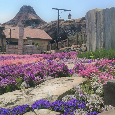 メディテレーニアンハーバー：お花畑