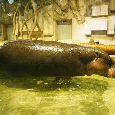 プールに入るミニカバ