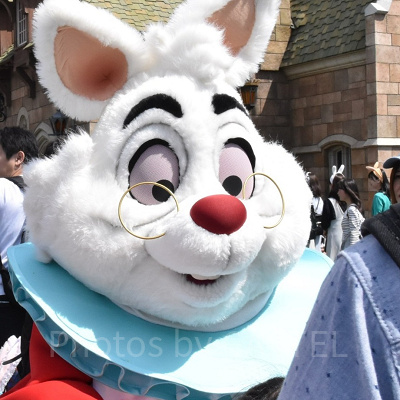 もふもふもふ！グリーティングでも会えるホワイトラビット