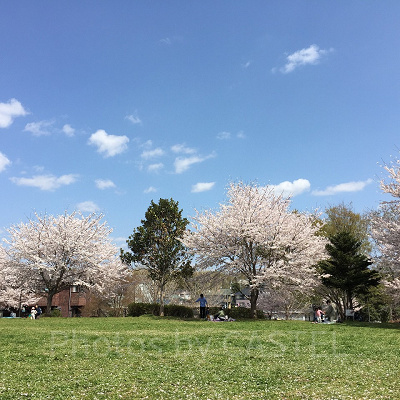 としまえん跡地の大部分は広い公園へ