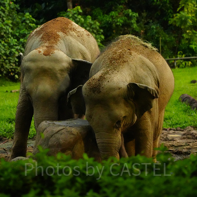 ナイトサファリ：ゾウ