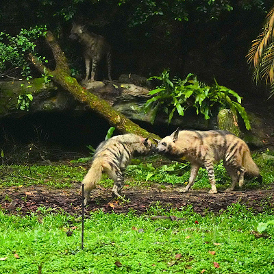 ナイトサファリ：ハイエナ