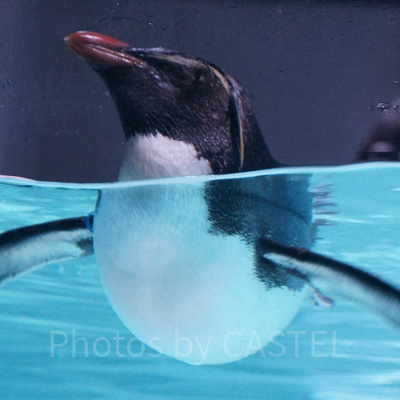 AOAO SAPPOROのキタイワトビペンギン