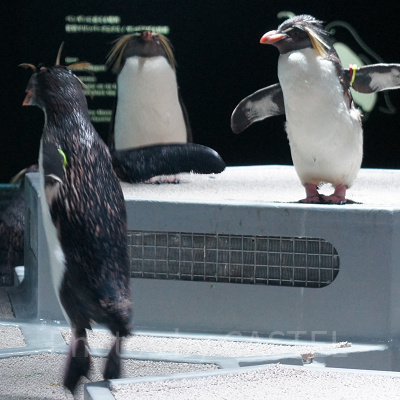 AOAO SAPPOROのキタイワトビペンギン