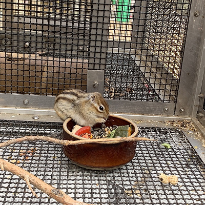 その他の動物