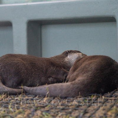 サンシャインシティ水族館のカワウソ
