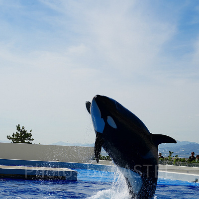 神戸須磨シーワールドのシャチショーの概要