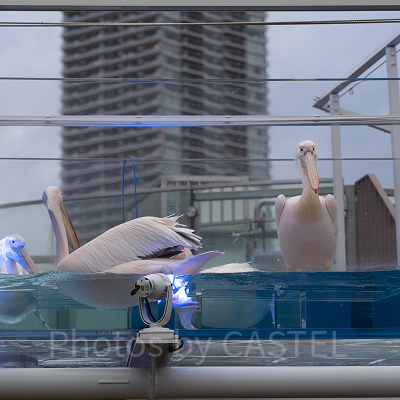 サンシャイン水族館のペリカン