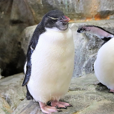 海遊館のペンギン