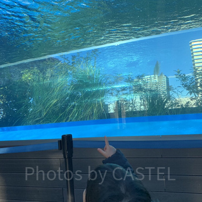 ペンギン・ダイビングタイム/ペンギン・ヒーリングタイム