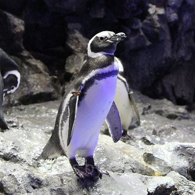 『ペンギン（ドキュメンタリー）』