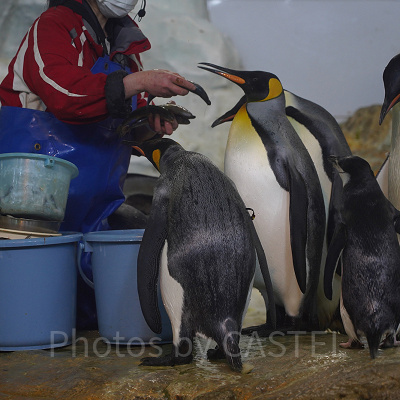 ペンギンの食事タイム