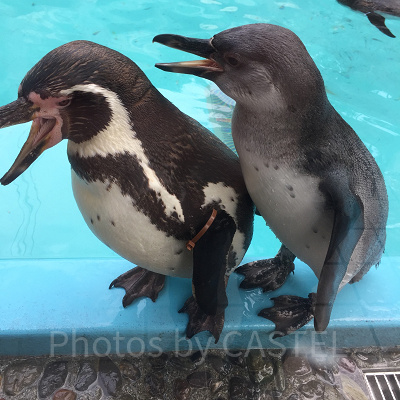 ペンギンフィーデングタイム
