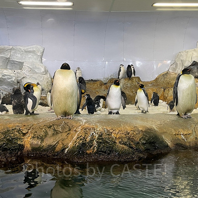 アドベンチャーワールドのペンギン