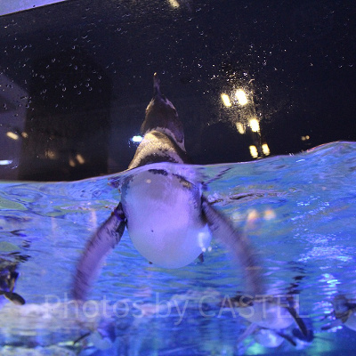 すみだ水族館のペンギン