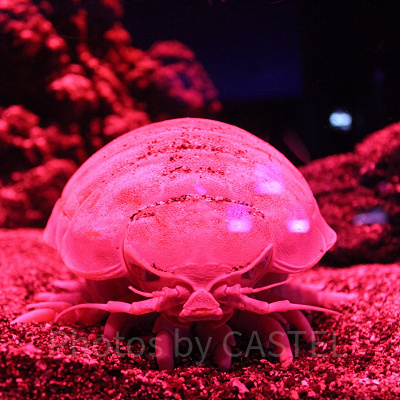 赤いライトに照らされるダイオウグソクムシ