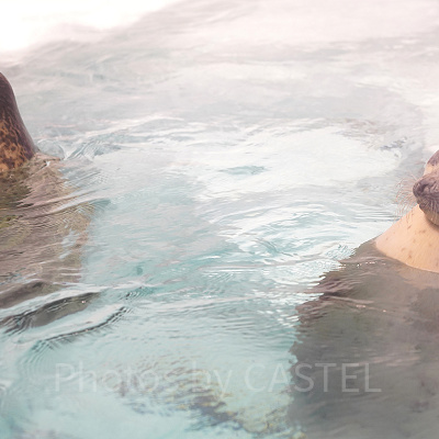 ワモンアザラシ