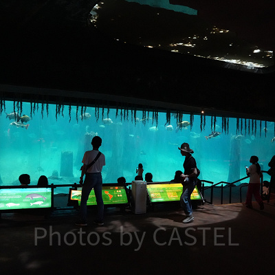 リバーワンダー：園内最大級の水槽にはマナティの群れが！