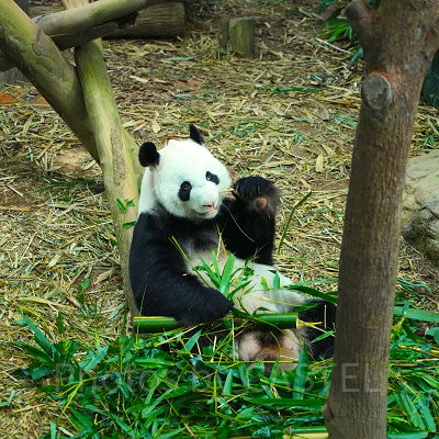 リバーワンダー：パンダ舎