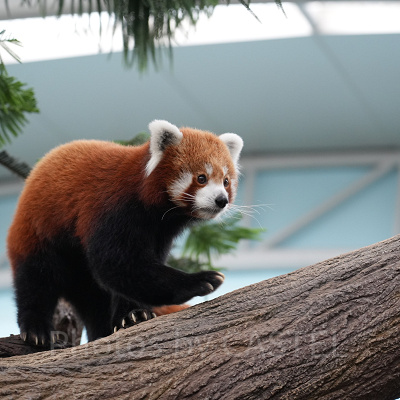 リバーワンダー：レッサーパンダ