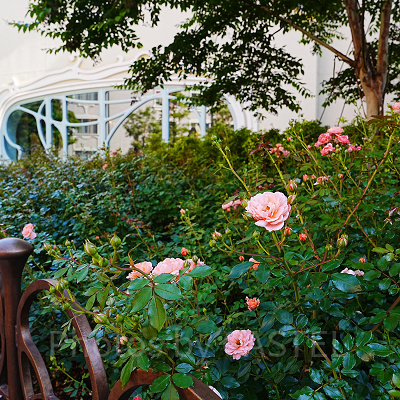 ローズコートに咲くバラ