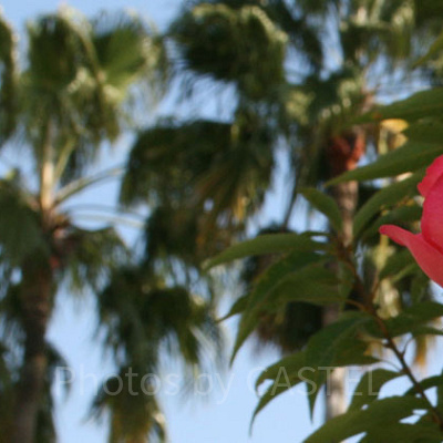 USJのローズ・オブ・フェイムのバラ