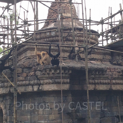 アジアエリアにある遺跡風の飼育スペース