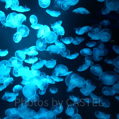 シーアクアリウム：クラゲの群れ
