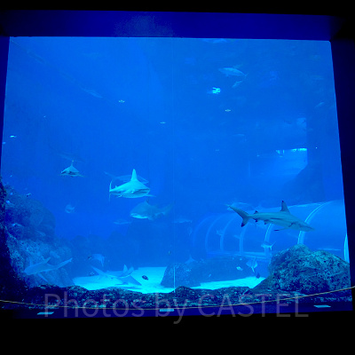 シーアクアリウム:エイペックス・プレデターズ・オブ・ザ・シー