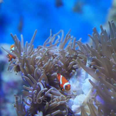 シーアクアリウム:カクレクマノミ