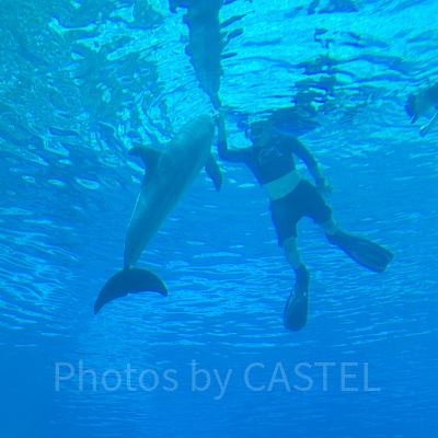 シーアクアリウム:イルカ