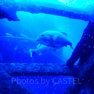 シーアクアリウム:難破船の残骸をすみかにする魚たち