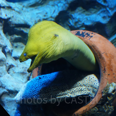 シーアクアリウム:ウツボ